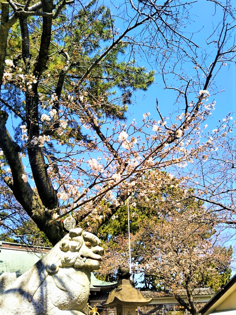 三嶋の桜.png