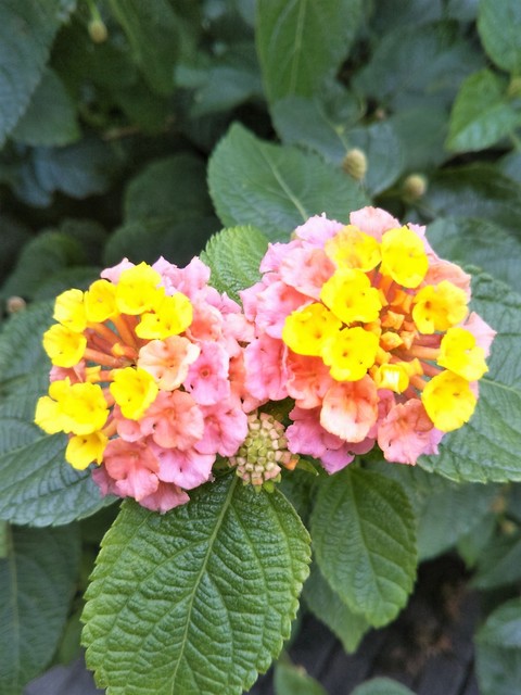 今日のお花.jpg