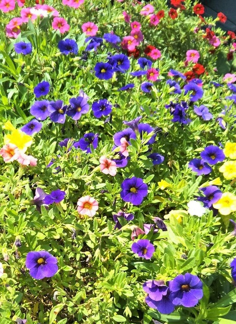 今日のお花3.jpg
