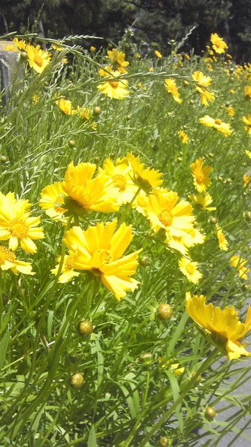公民館への道端の花.jpg