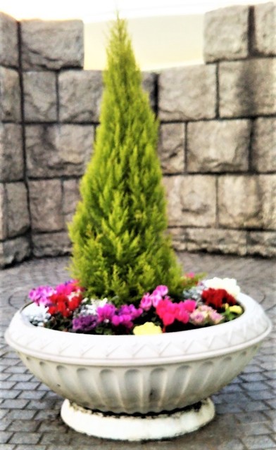 寄せ植え.jpg