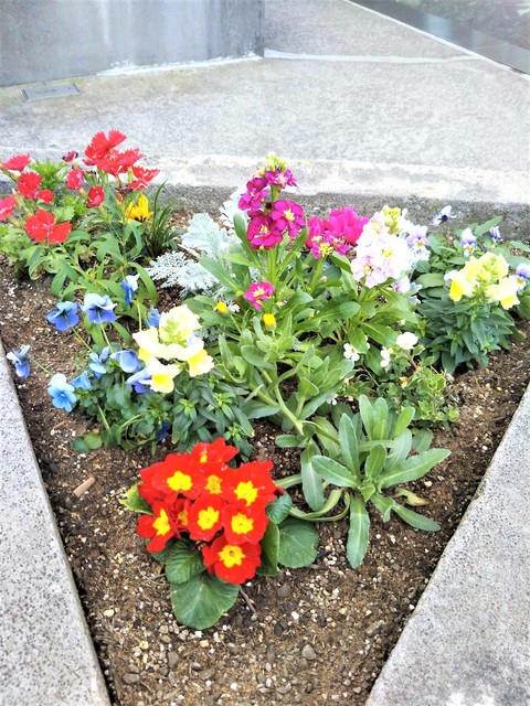 寄せ植え.jpg
