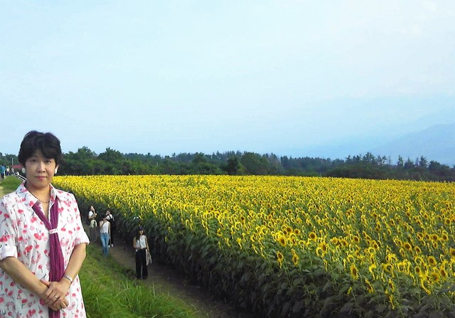 明野のひまわり.jpg