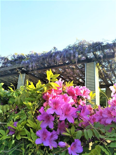 松風公園藤の花.jpg