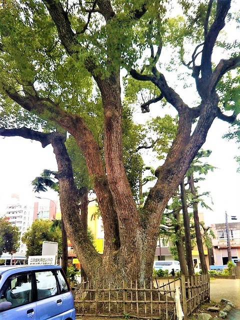 楠.jpg