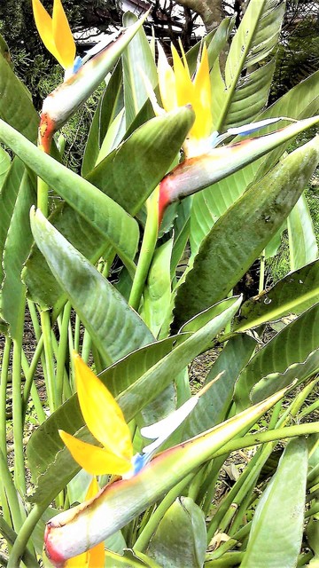 極楽鳥花.jpg