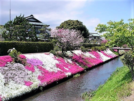 渋田川芝桜.jpg