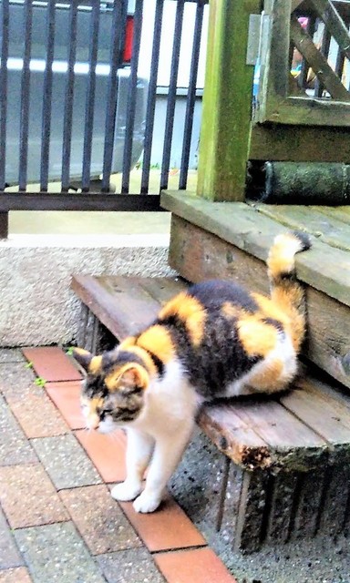 猫1.jpg