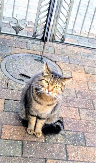 猫2.jpg