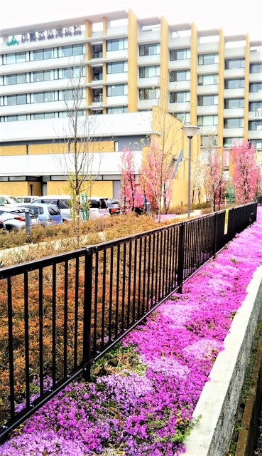 芝桜伊勢原.jpg