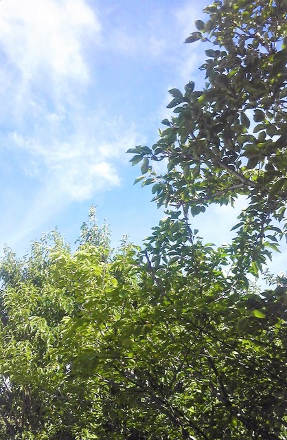 花水公民館からの夏空.jpg