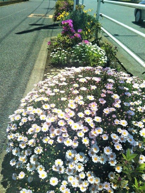 路の花.jpg