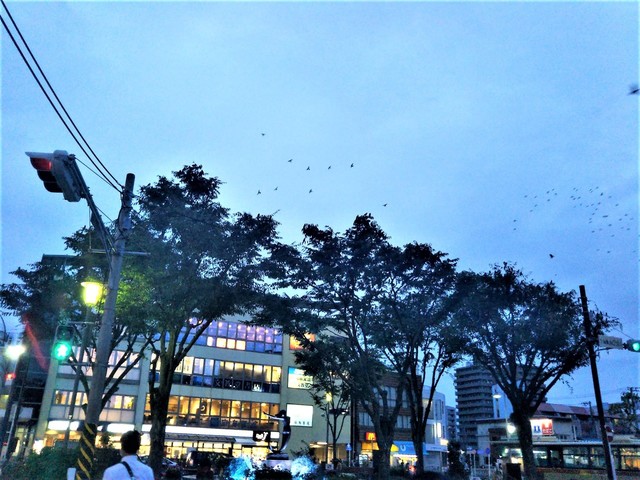 鳥.jpg