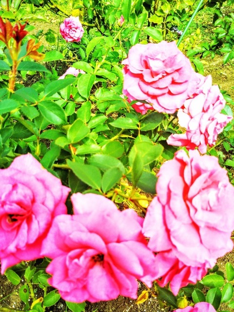 IMG_20161021_113716~2.jpg