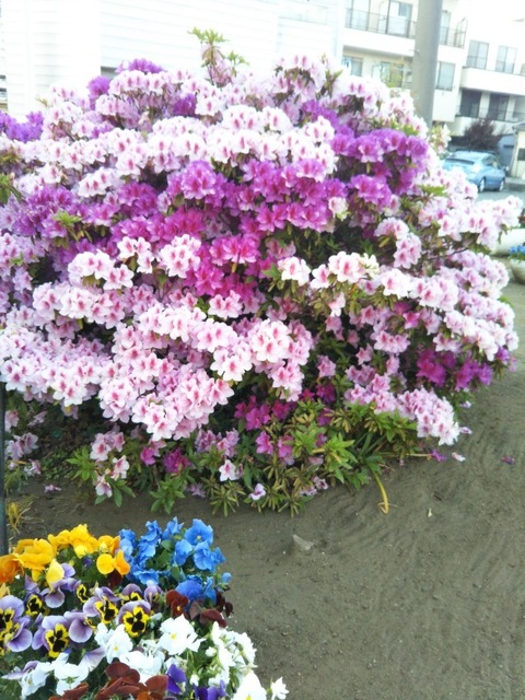 IMG_20170505_173313.jpg